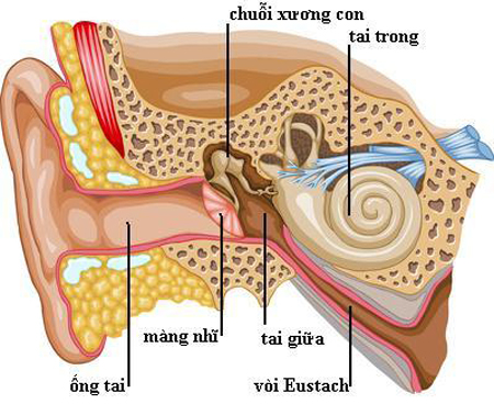 hệ thống tiền đình trong ốc tai